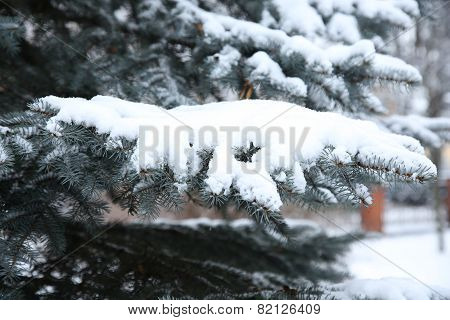 The Branch Of Spurce With Snow