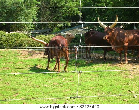 Oxen