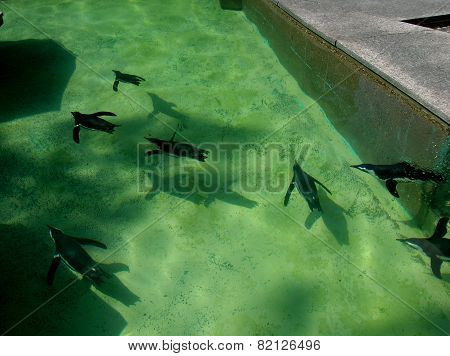 Penguins