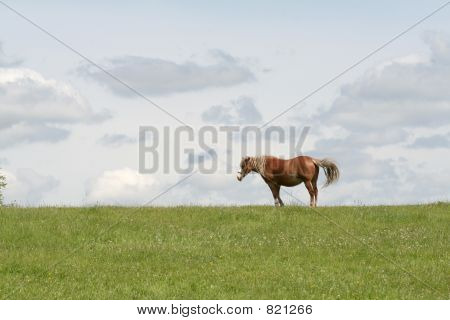 Scena di prateria