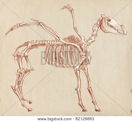 Legendary Animals And Monsters: Pegasus