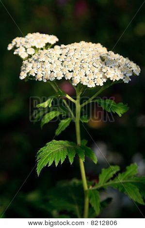 Witte Apiaceae bloem als een Close Up