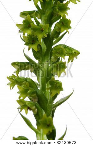 Two-leaved Genaria Orchid Flowers - Gennaria Diphylla