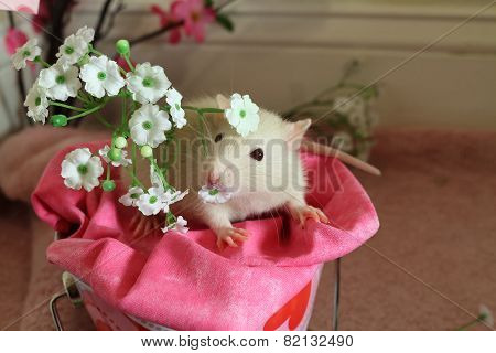 Valentine's Rat