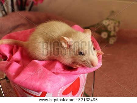 Valentine's Rat