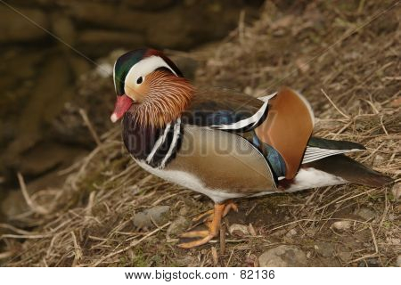 Mandarin Drake