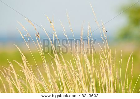 Prairie fű