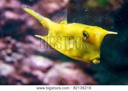 Aquarium