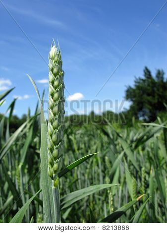 Espiga de trigo