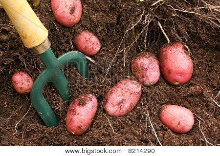 Patate rosse Desiree