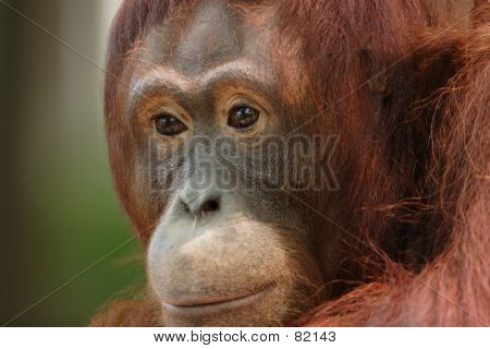 Orangautan