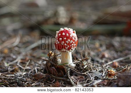 Amanita Muscaria