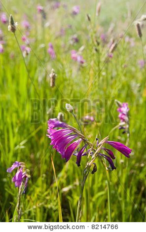 Sommerblomster