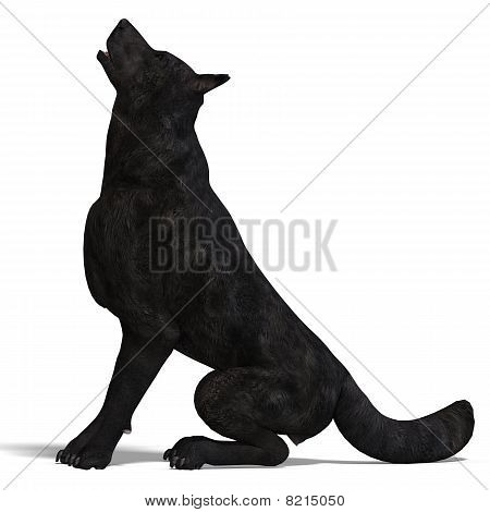 Lobo negro