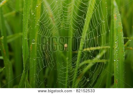 Spider Web