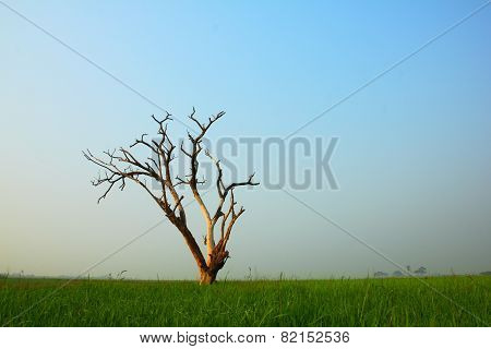Dead Tree