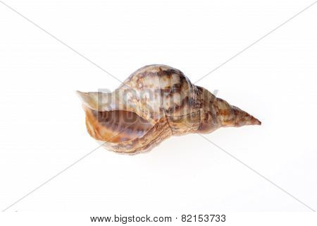 Sea Shell