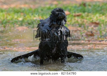 Natural Scene Of Crow Bathing In Feild