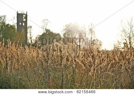 Field grain