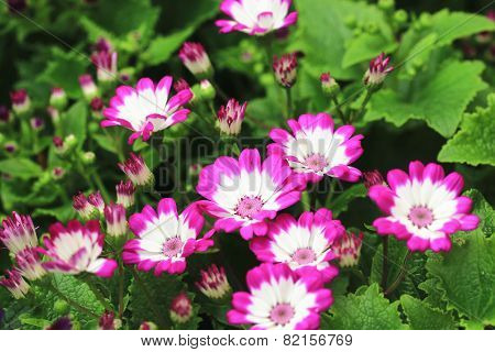 Cineraria flowers and buds