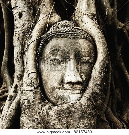 Head Of Buddha Under A Fig Tree, Ayutthaya