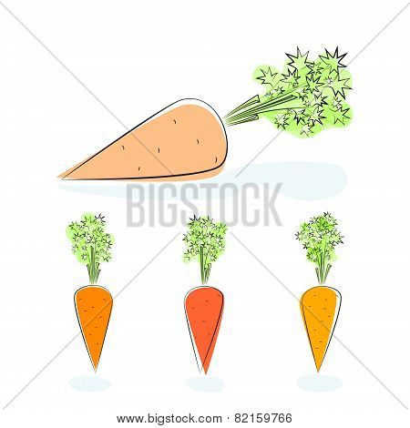 Carrot root vegetable on a white background