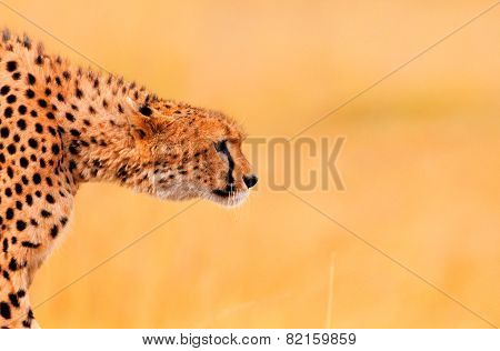 Male Cheetah In Masai Mara