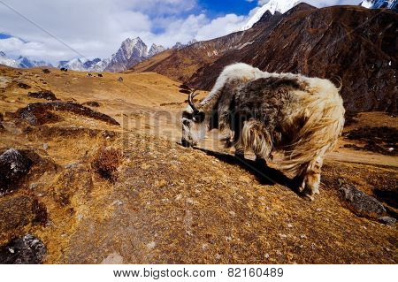 Himalaya Yack