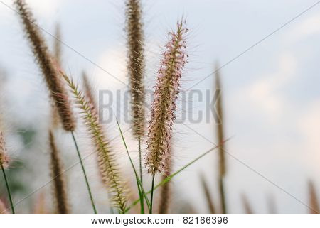 Pennisetum Pedicellatum Trin