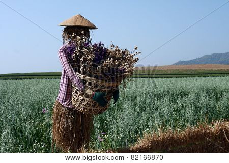 Scarecrow In Green Oat Field