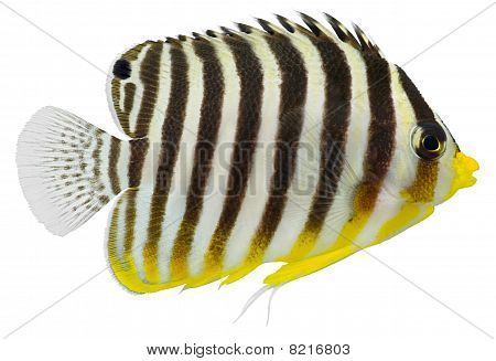 Multibarred エンゼルフィッシュ (centropyge Multifasciatus)