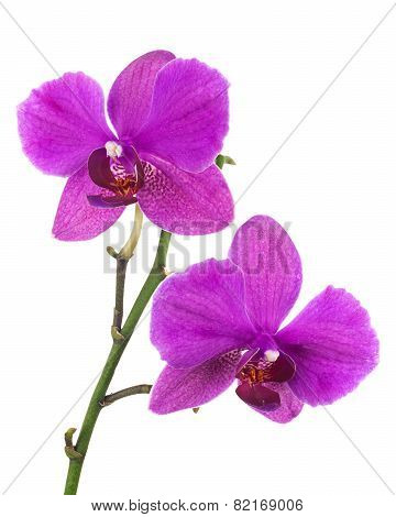 Blooming Twig Of Lilac Orchid Isolated On White Background.