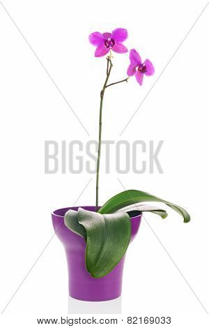 Blooming Twig Of Fuchsia Orchid In Purple Flower Pot Isolated.