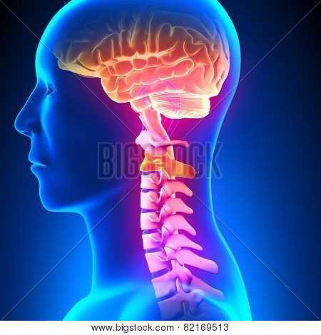 C2 Disc - Cervical Spine