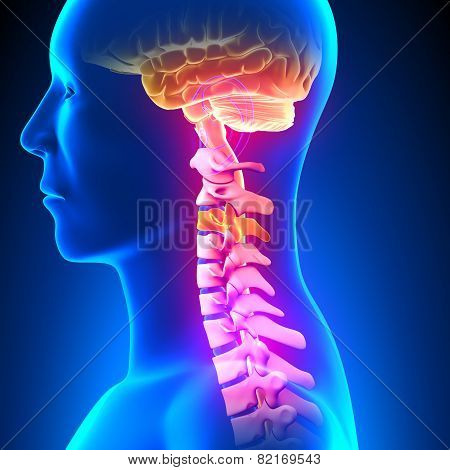 C3 Disc - Cervical Spine
