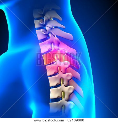T2 Disc - Thoracic Spine Anatomy