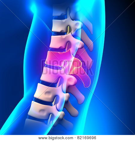 T9 Disc - Thoracic Spine Anatomy