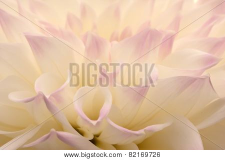 White dahlia closeup