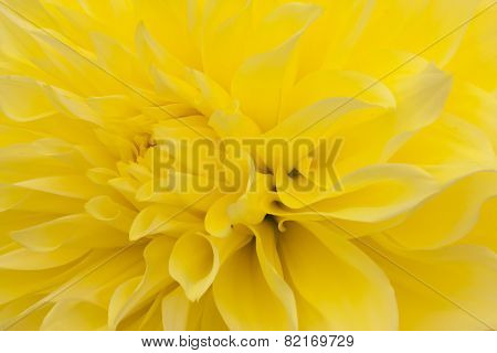 Yellow dahlia closeup