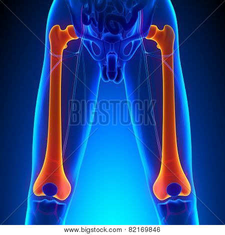 Femur Bone Anatomy With Circulatory System