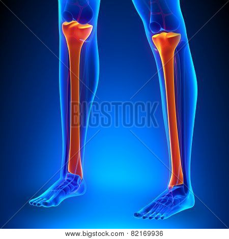 Tibia Anatomy Bones With Ciculatory System