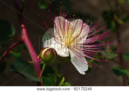 Flower and bud