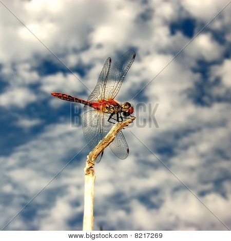 空の背景の上のトンボ