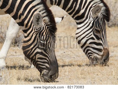 Grazing zebra