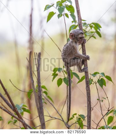 Cute baby vervet monkey