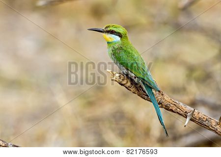 Swallow tailed bee eater