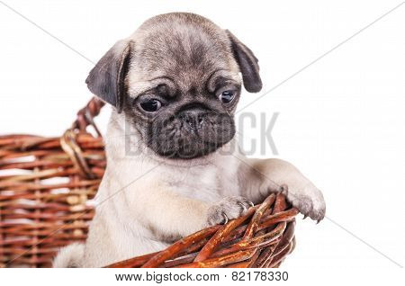 Adorable Puppy
