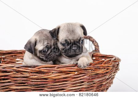 Puppies In Love