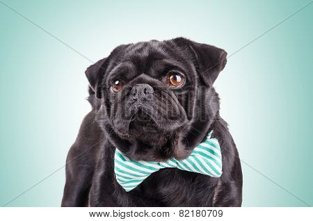 Black Dog With A Tie