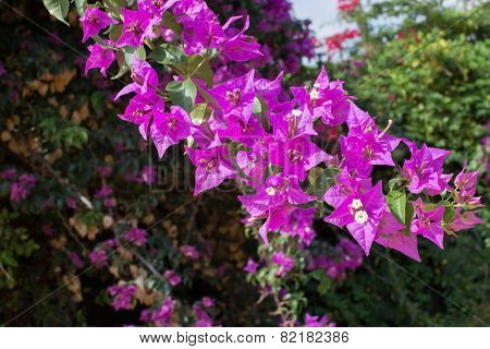 Luminous Pink Bougainvillea